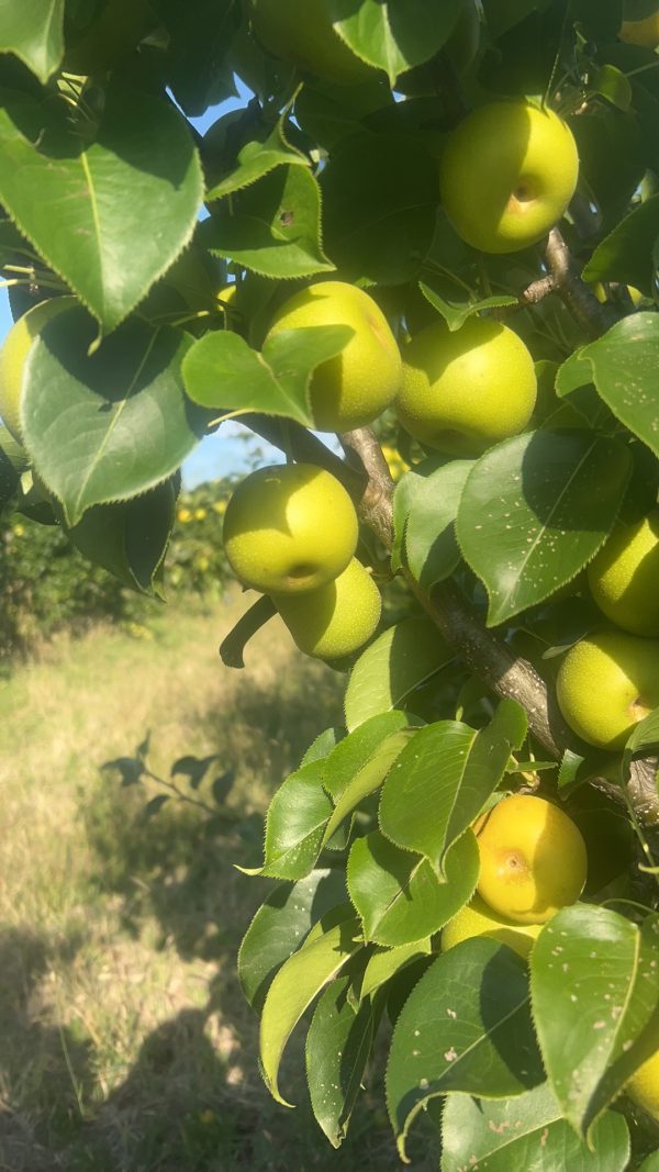 Farm-亚洲梨 Nashi Pear/KG