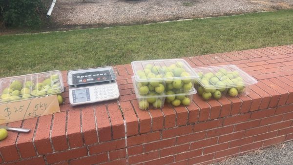 Farm-亚洲梨 Nashi Pear/KG - Image 2