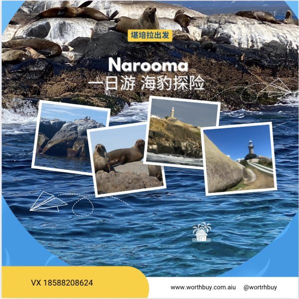 堪培拉出发 | Narooma一日游 海豹探险