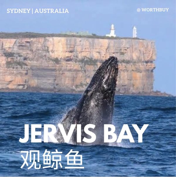 堪培拉出发Jervis Bay 一日自驾游-观鲸鱼￼